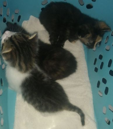 3 Wunderschöne aktive Glücks Kitten suchen ein neues Zuhause!!!