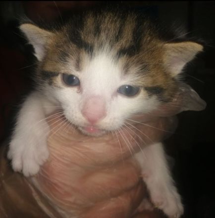 3 Wunderschöne aktive Glücks Kitten suchen ein neues Zuhause!!!