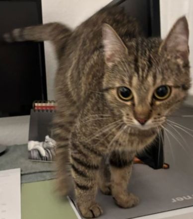 3 Wunderschöne aktive Glücks Kitten suchen ein neues Zuhause!!!