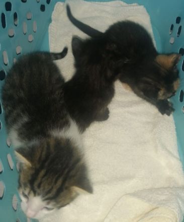 3 Wunderschöne aktive Glücks Kitten suchen ein neues Zuhause!!!
