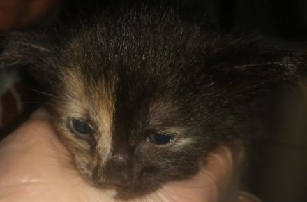 3 Wunderschöne aktive Glücks Kitten suchen ein neues Zuhause!!!