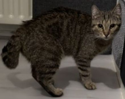 Aktive geimpfte, gechipte und kastrierte Katze sucht ein neues Zuhause!!!