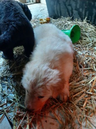 reinrassige Hovawart Welpen mit Ahnentafel