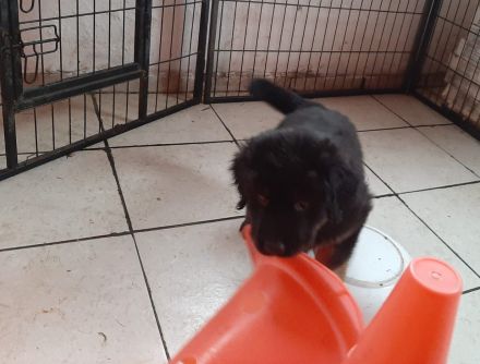 reinrassige Hovawart Welpen mit Ahnentafel