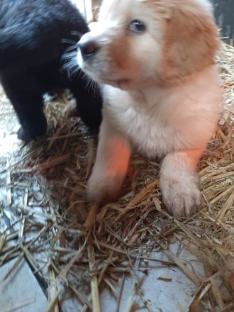 reinrassige Hovawart Welpen mit Ahnentafel