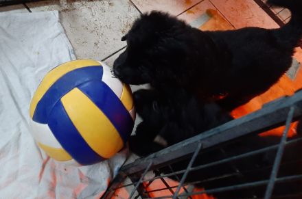 reinrassige Hovawart Welpen mit Ahnentafel