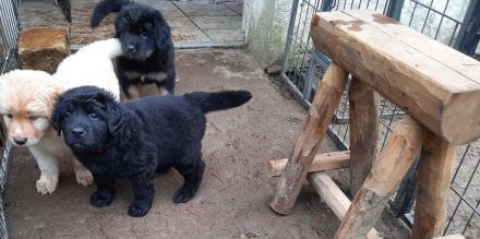reinrassige Hovawart Welpen mit Ahnentafel