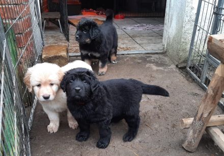 reinrassige Hovawart Welpen mit Ahnentafel