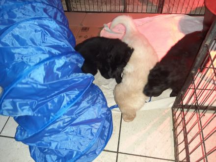 reinrassige Hovawart Welpen mit Ahnentafel