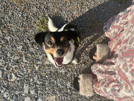 Jack Russell Chihuahua Mix