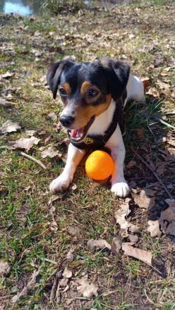 Jack Russell Chihuahua Mix