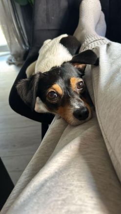 Jack Russell Chihuahua Mix