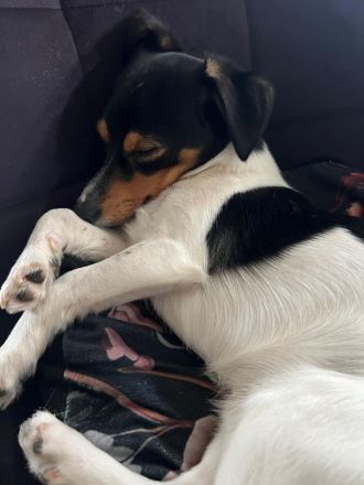 Jack Russell Chihuahua Mix