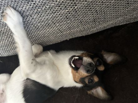 Jack Russell Chihuahua Mix