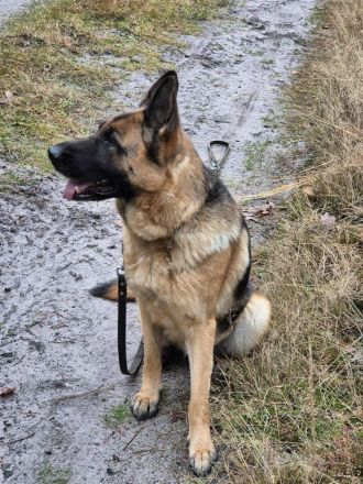 Kiki in 29664 Walsrode sucht ihr Für-immer-Zuhause