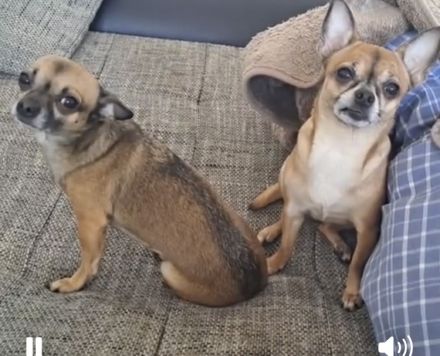 Perfektes Duo sucht neues Zuhause