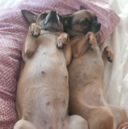 Perfektes Duo sucht neues Zuhause