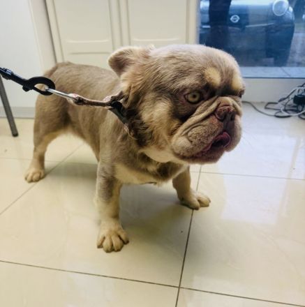 Französische Bulldogge Donny