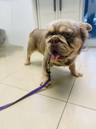 Französische Bulldogge Donny