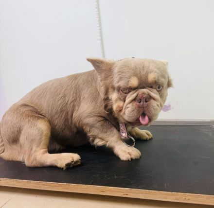 Französische Bulldogge Donny