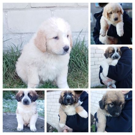 Germanischer Bärenhund mix Welpen
