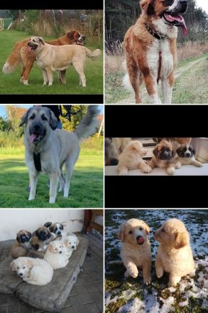 Germanischer Bärenhund mix Welpen