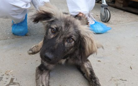 Sora - Kleine Kämpferin mit großem Herz