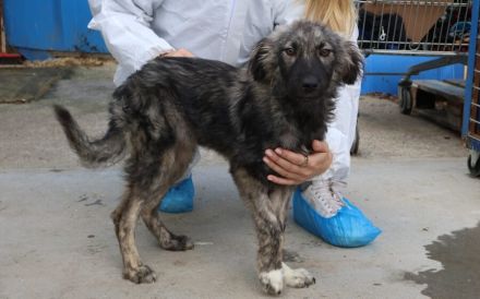 Sora - Kleine Kämpferin mit großem Herz