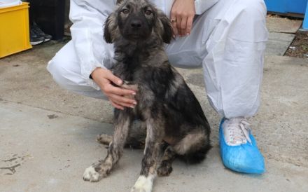 Sora - Kleine Kämpferin mit großem Herz