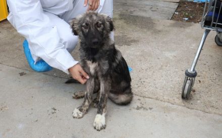 Sora - Kleine Kämpferin mit großem Herz