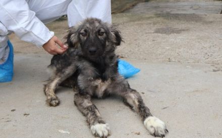 Sora - Kleine Kämpferin mit großem Herz