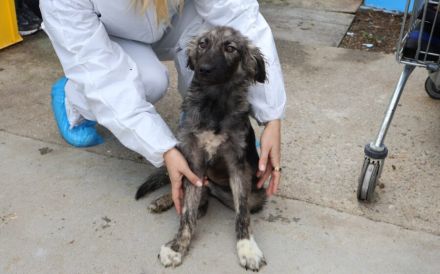 Sora - Kleine Kämpferin mit großem Herz