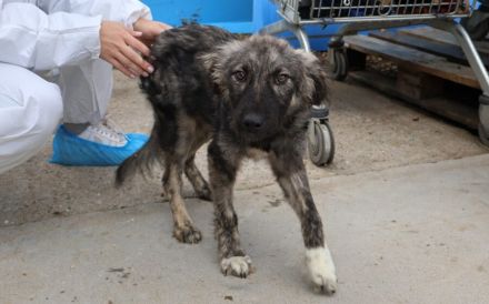 Sora - Kleine Kämpferin mit großem Herz