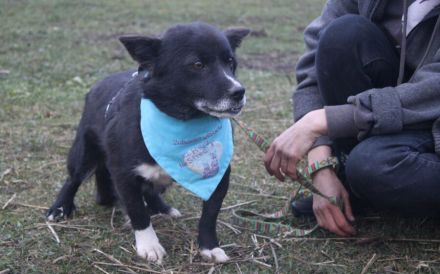 Treuer Begleiter Fynn sucht seine Familie