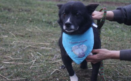 Treuer Begleiter Fynn sucht seine Familie