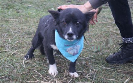 Treuer Begleiter Fynn sucht seine Familie