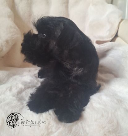 Zwergschnauzer schwarz