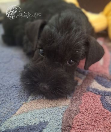 Zwergschnauzer schwarz