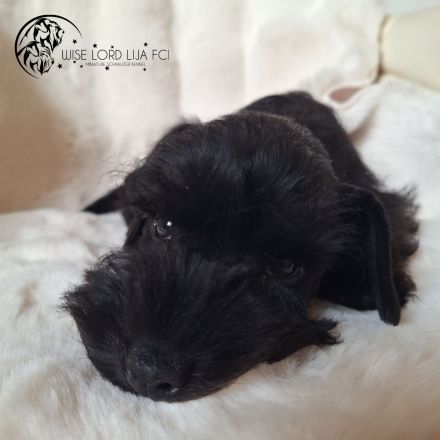 Zwergschnauzer schwarz