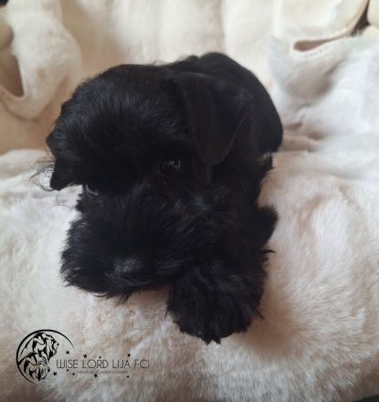 Zwergschnauzer schwarz