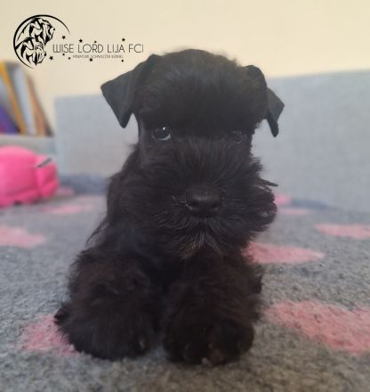 Zwergschnauzer schwarz