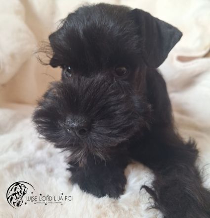 Zwergschnauzer schwarz