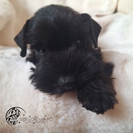 Zwergschnauzer schwarz