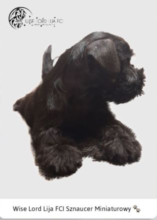 Zwergschnauzer schwarz