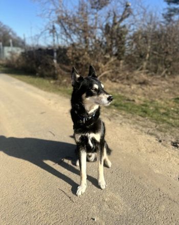 🐾 Australian Shepherd x Husky Mischlingswelpen – geboren am 28.10.2025 🐾