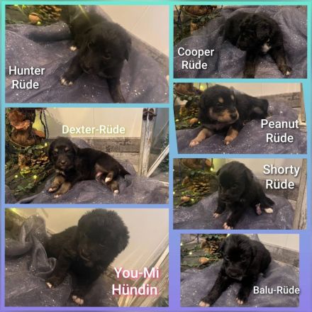 🐾 Australian Shepherd x Husky Mischlingswelpen – geboren am 28.10.2025 🐾