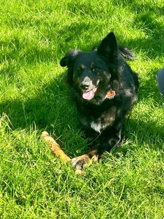 🐾 Australian Shepherd x Husky Mischlingswelpen – geboren am 28.10.2025 🐾