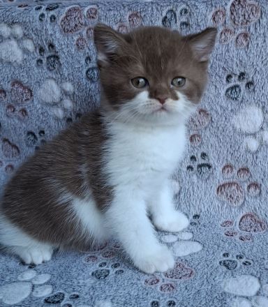 BKH Kätzchen aus Vereinszucht mit Stammbaum