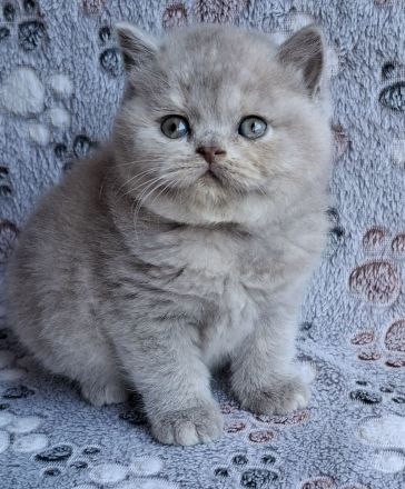 BKH Kätzchen aus Vereinszucht mit Stammbaum