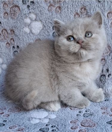 BKH Kätzchen aus Vereinszucht mit Stammbaum